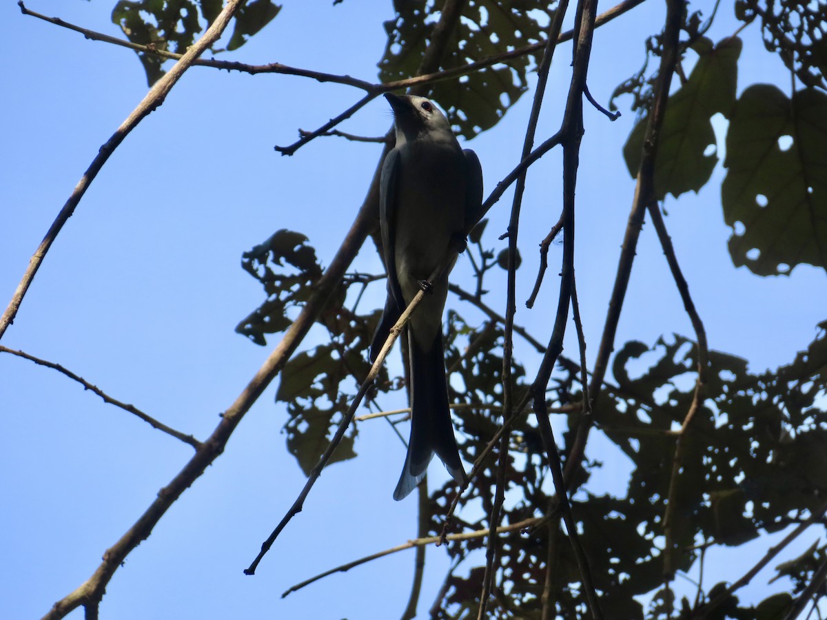 Ashy Drongo - ML649388859