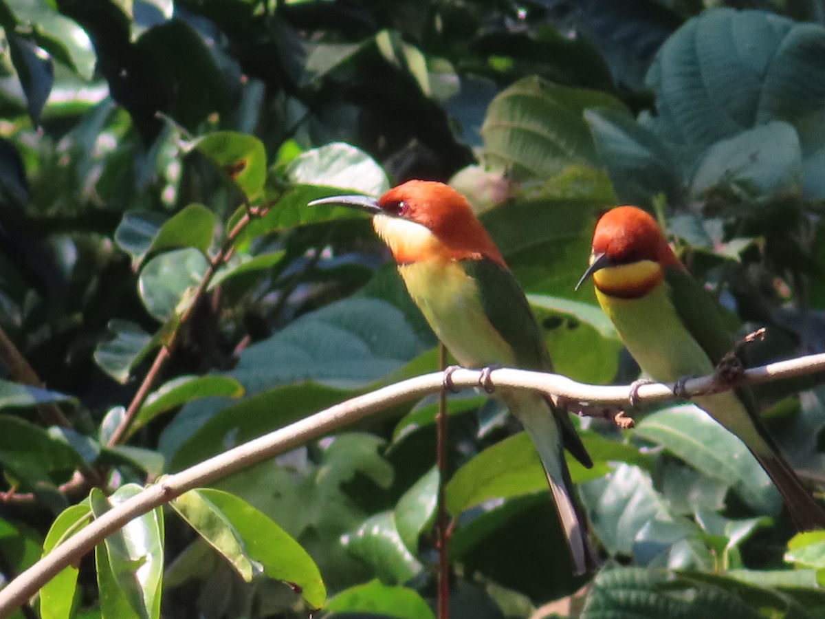 Chestnut-headed Bee-eater - ML649388888