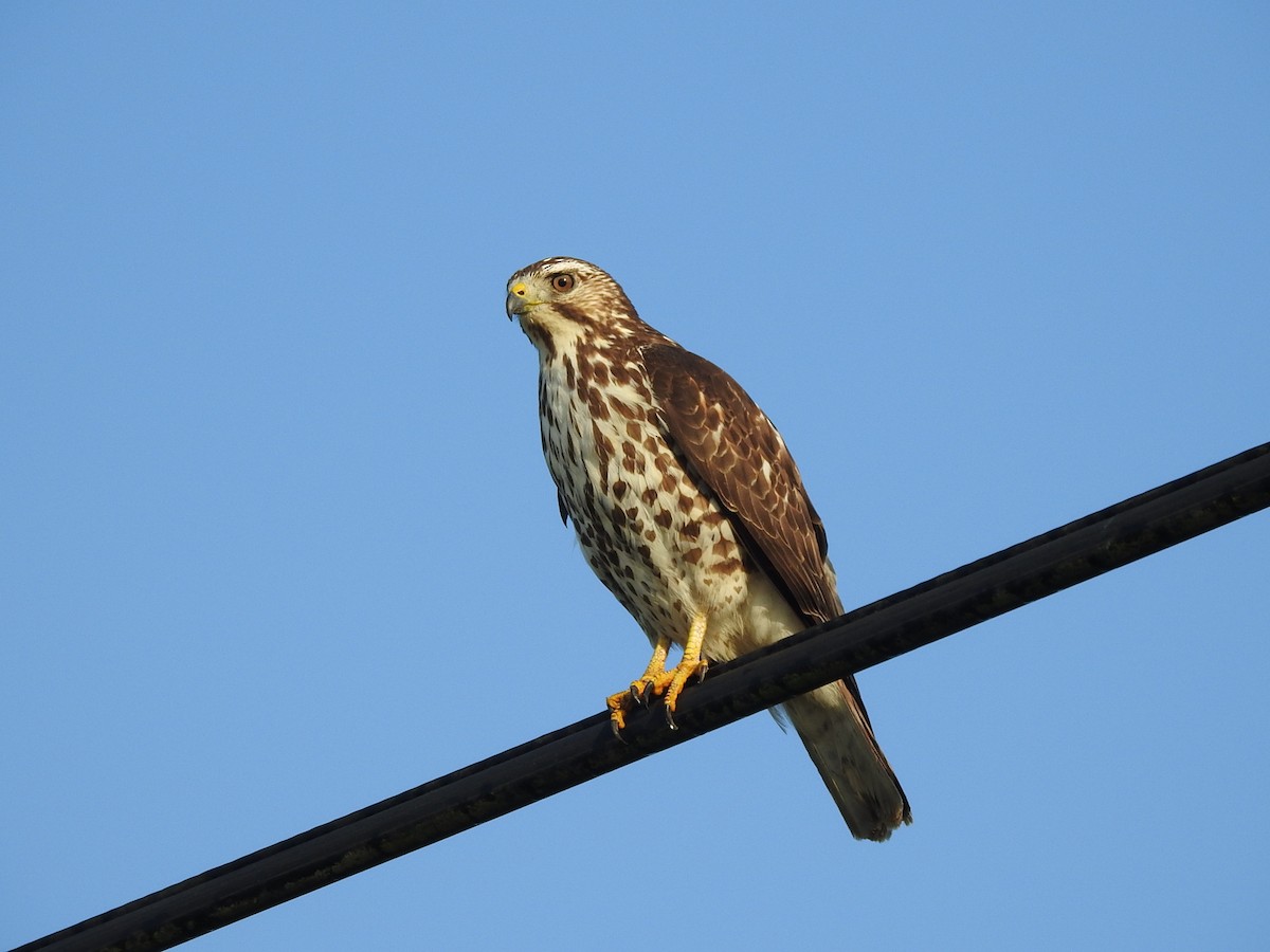 ハネビロノスリ - ML649388913