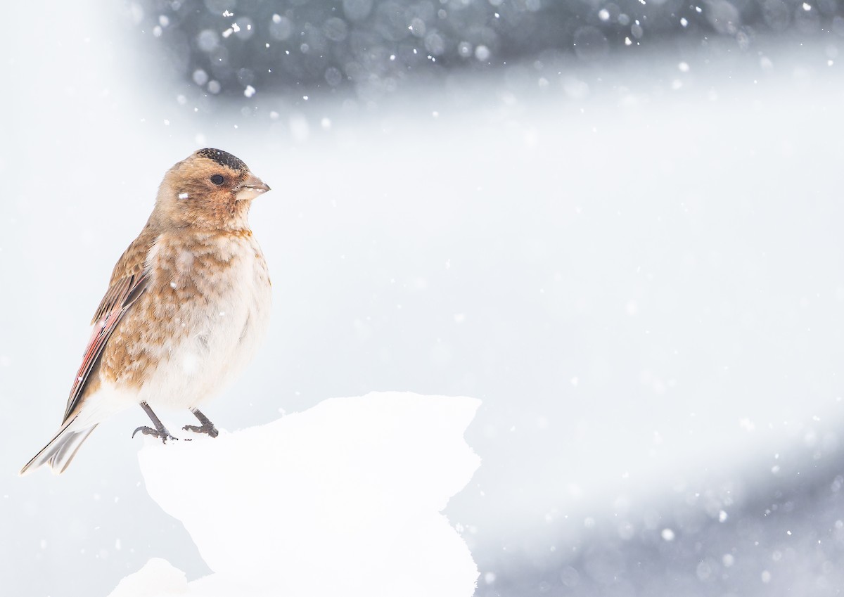 Crimson-winged Finch (African) - ML649388961