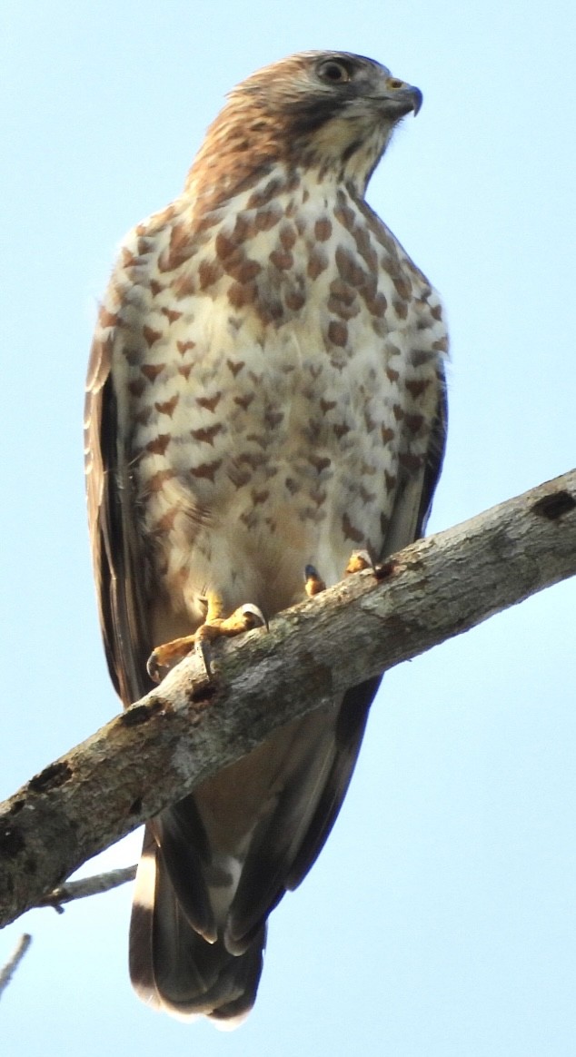 ハネビロノスリ - ML649389146