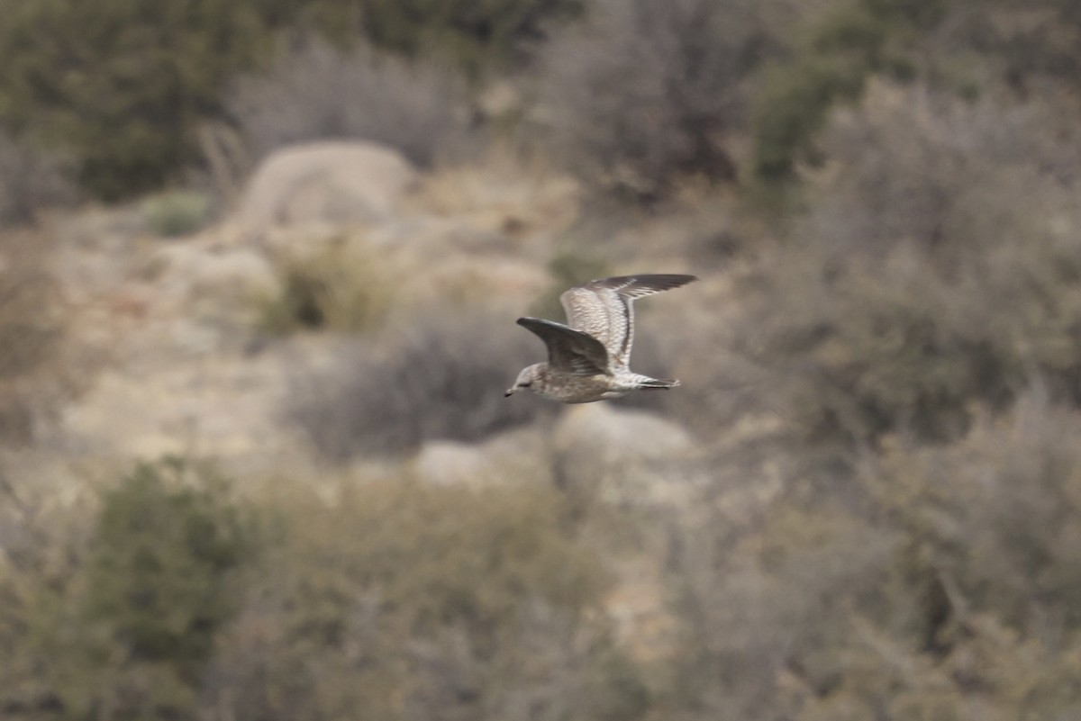 Калифорнийская чайка - ML649389166