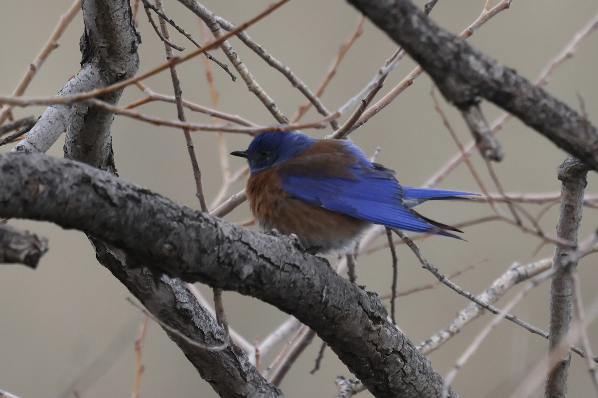 Западная сиалия - ML649389230