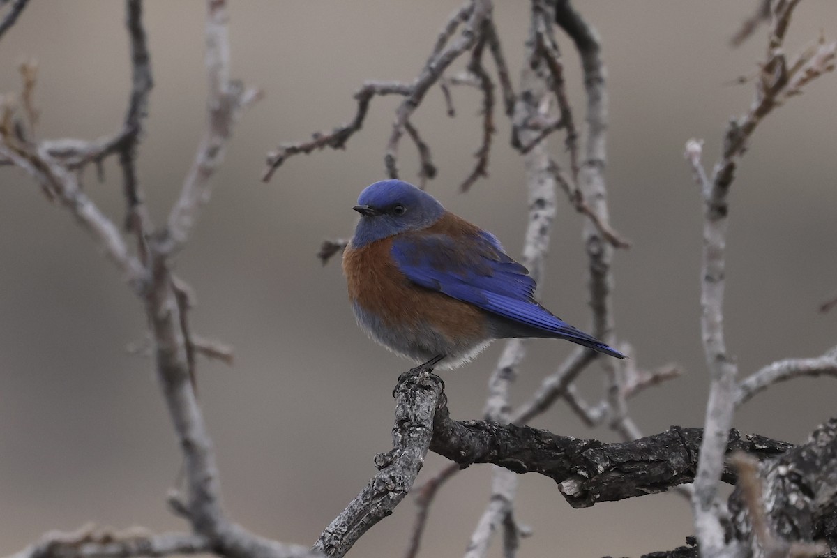 Западная сиалия - ML649389231