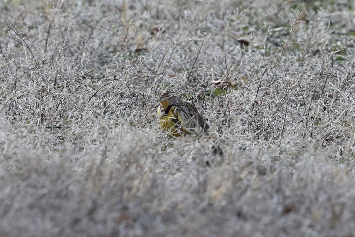 Западный луговой трупиал - ML649389267