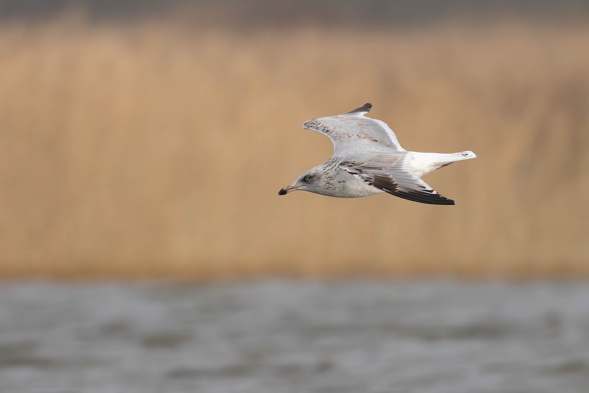 European Herring Gull - ML649389271