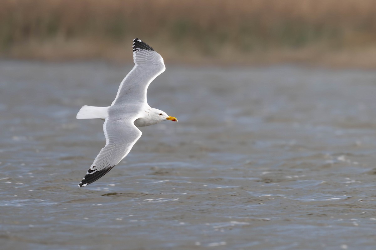 European Herring Gull - ML649389272