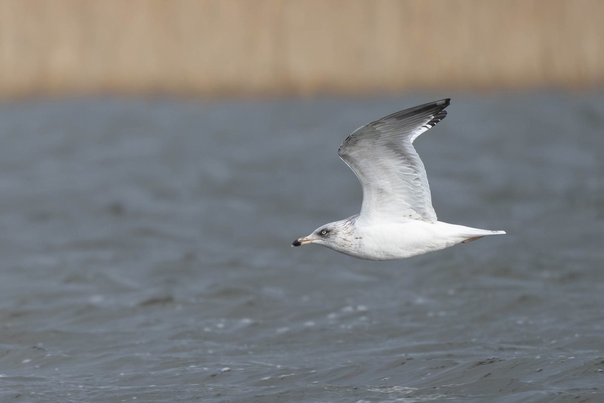 European Herring Gull - ML649389273
