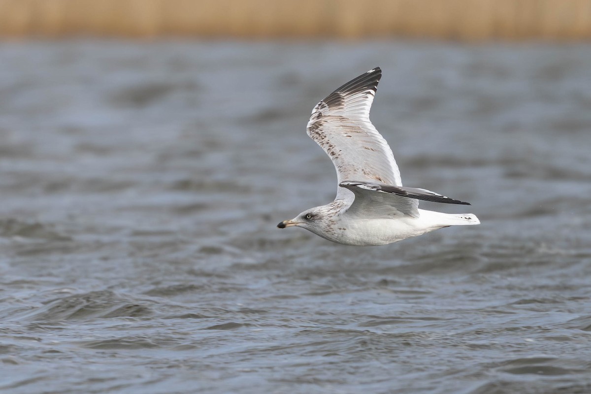 European Herring Gull - ML649389274