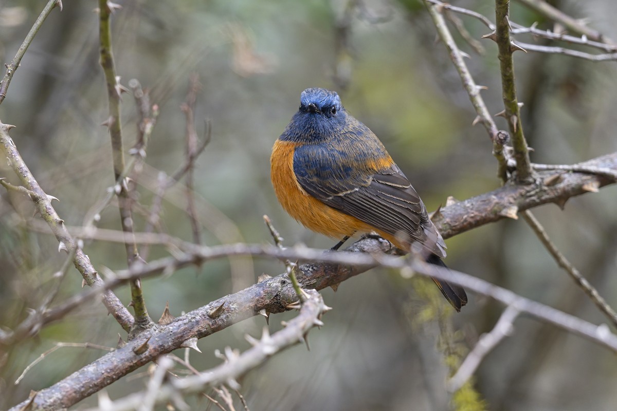 Blue-fronted Redstart - ML649389330