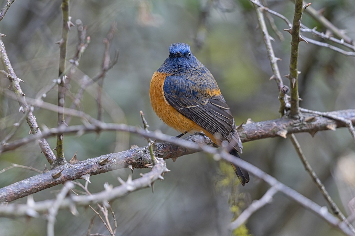 Blue-fronted Redstart - ML649389331