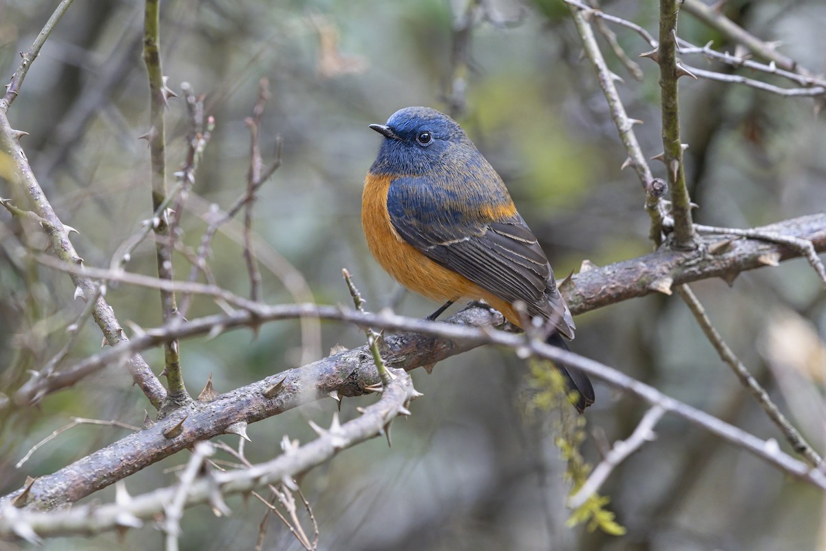 Blue-fronted Redstart - ML649389332
