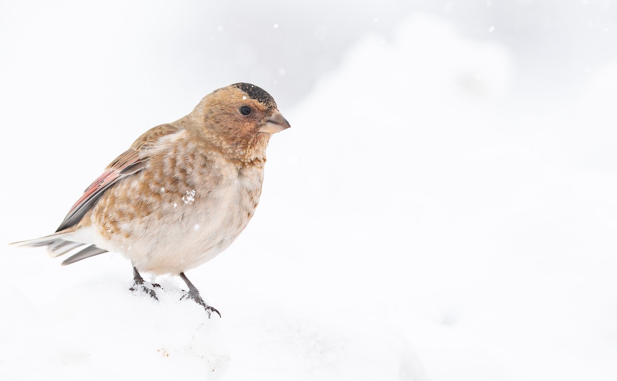 Crimson-winged Finch (African) - ML649389394