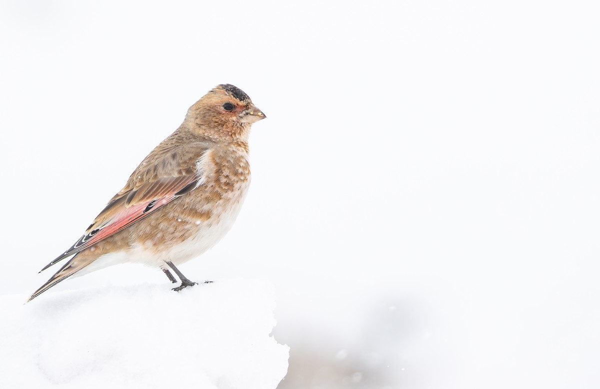 Crimson-winged Finch (African) - ML649389395