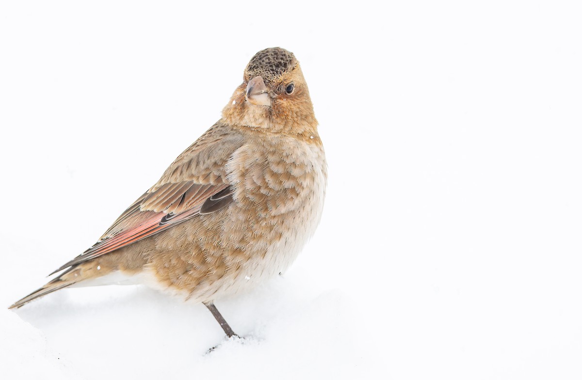 Crimson-winged Finch (African) - ML649389396
