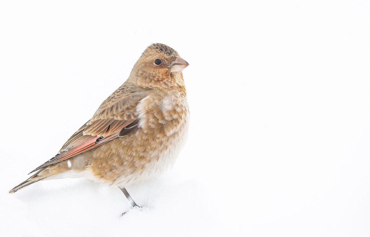 Crimson-winged Finch (African) - ML649389397