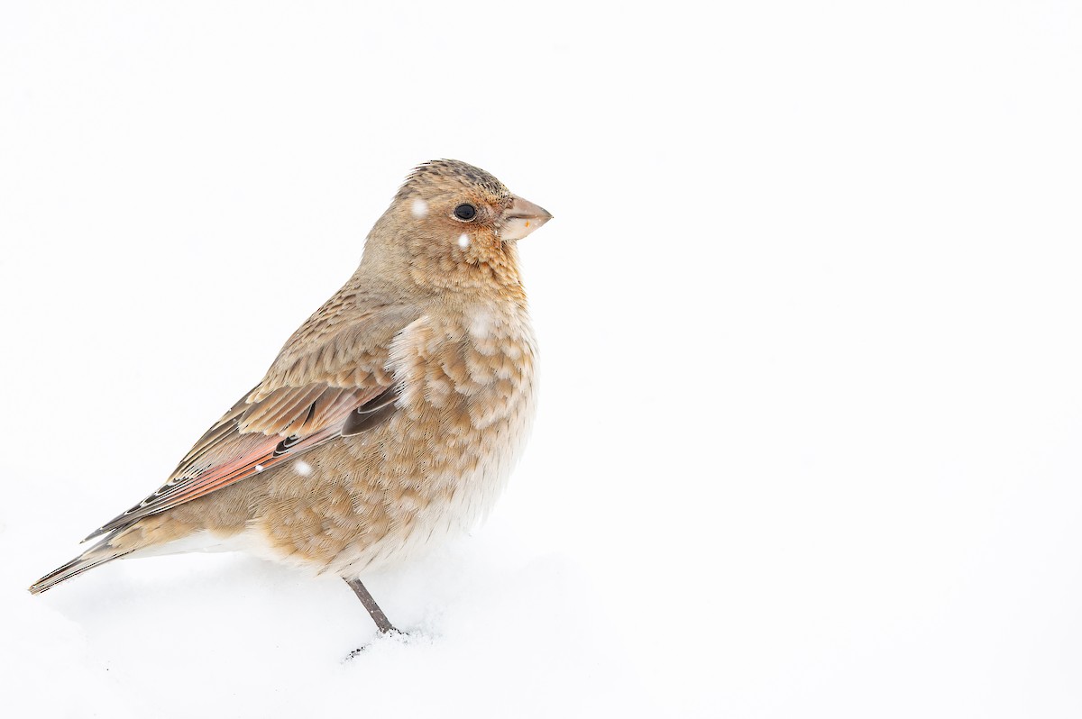 Crimson-winged Finch (African) - ML649389398