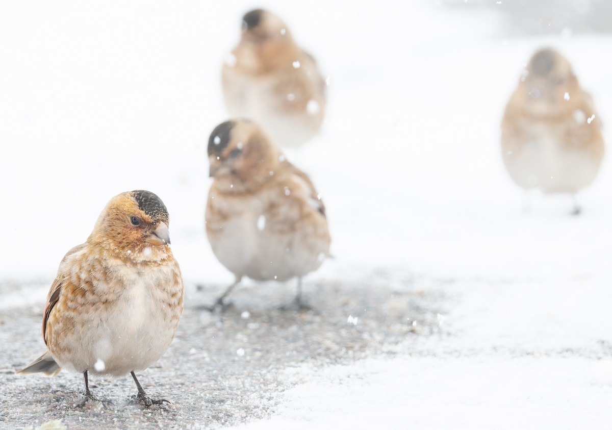 Crimson-winged Finch (African) - ML649389399