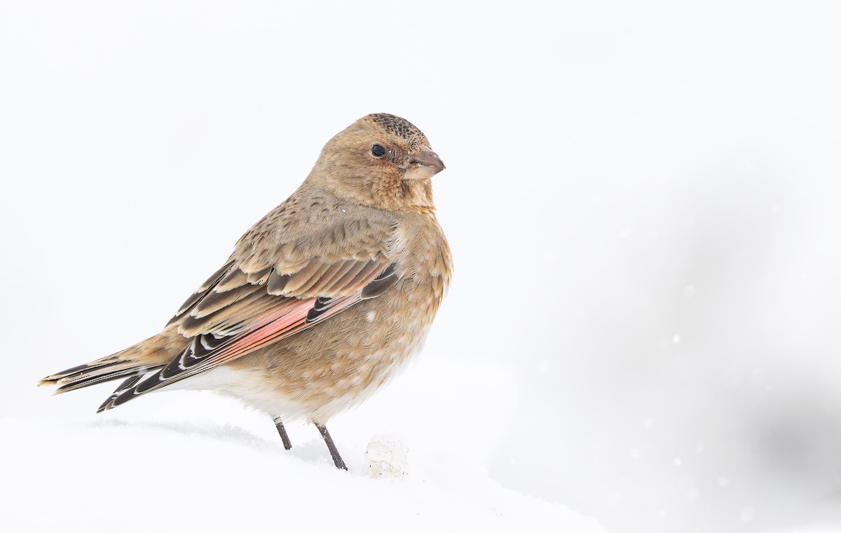 Crimson-winged Finch (African) - ML649389400