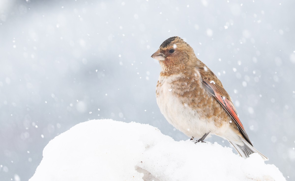 Crimson-winged Finch (African) - ML649389401