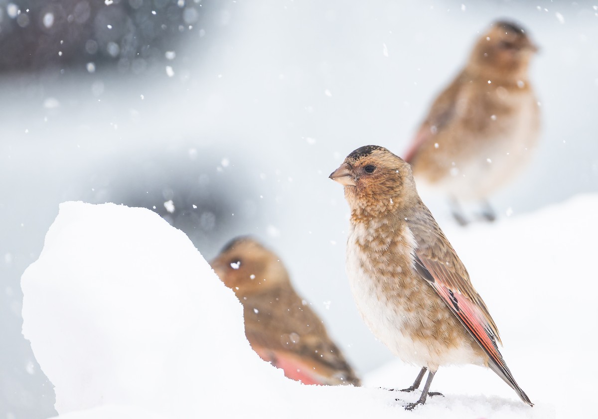 Crimson-winged Finch (African) - ML649389402