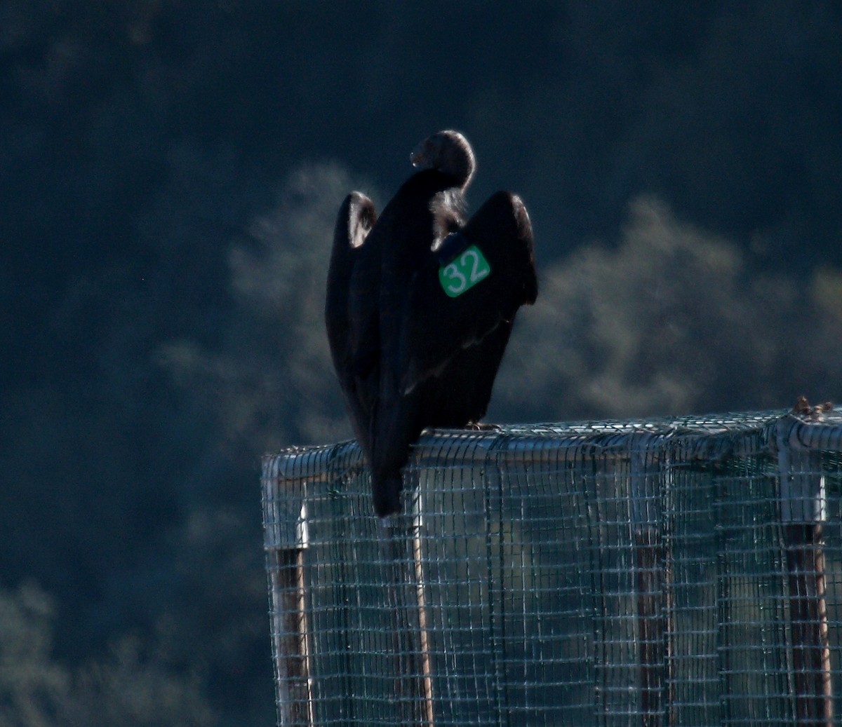 California Condor - ML649389590