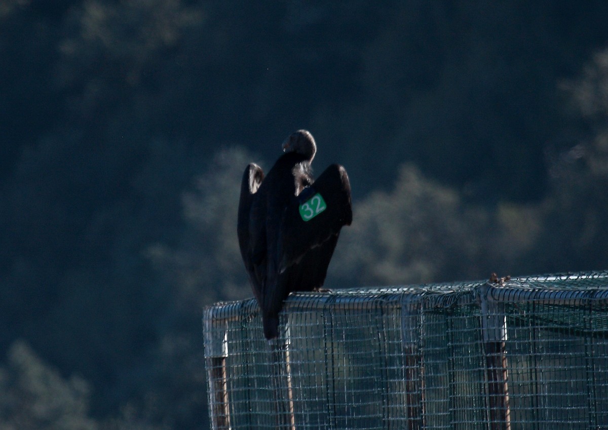 California Condor - ML649389591