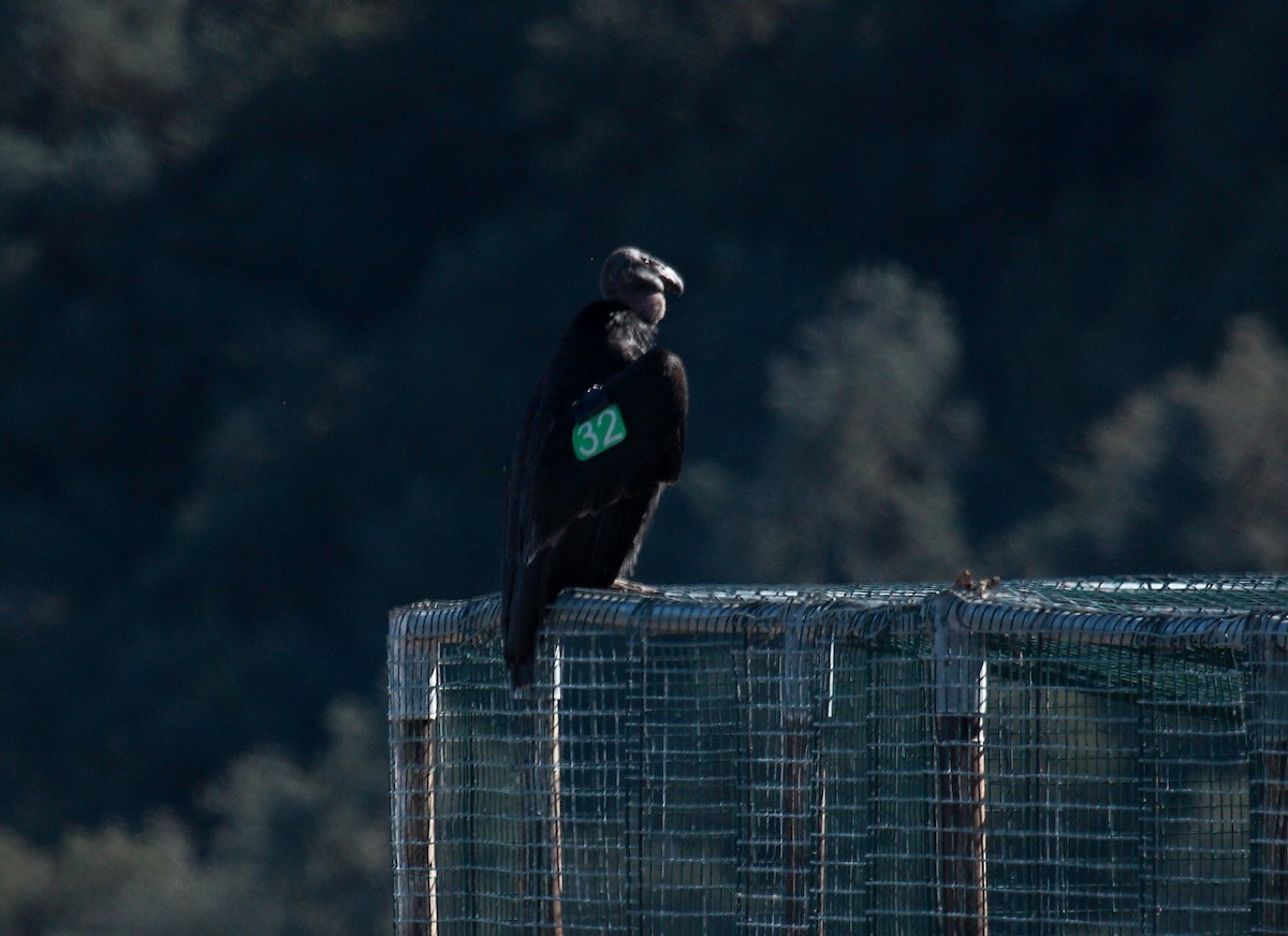 California Condor - ML649389592