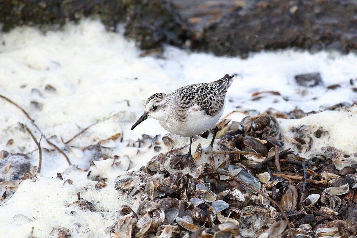 jespák písečný - ML649389617