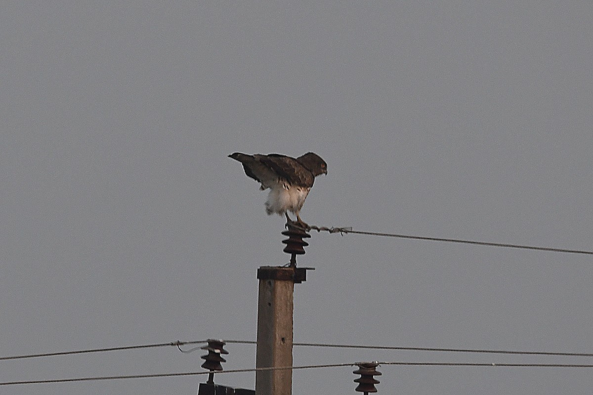 Biancone - ML649389656