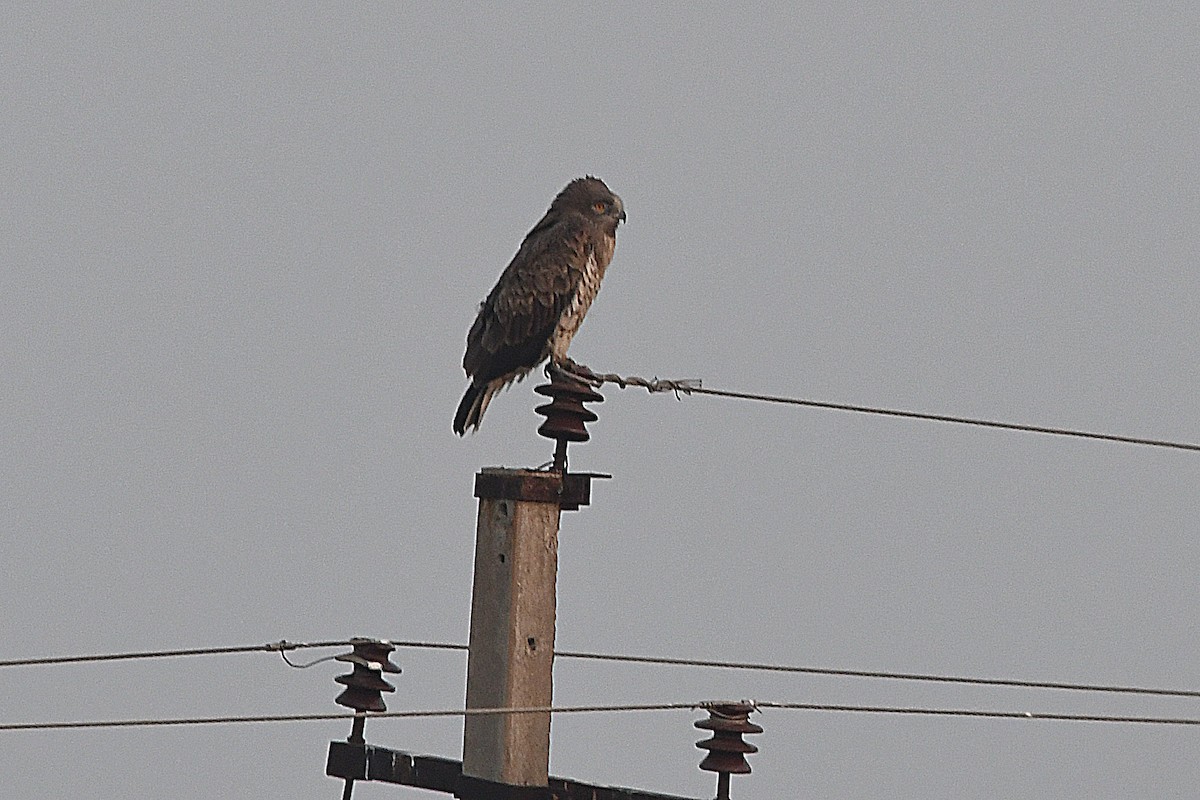 Biancone - ML649389657