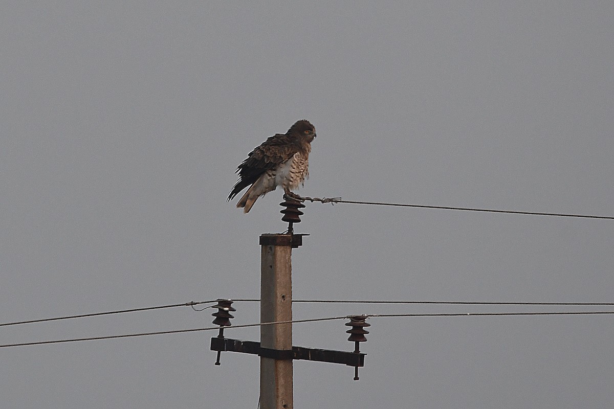 Biancone - ML649389658