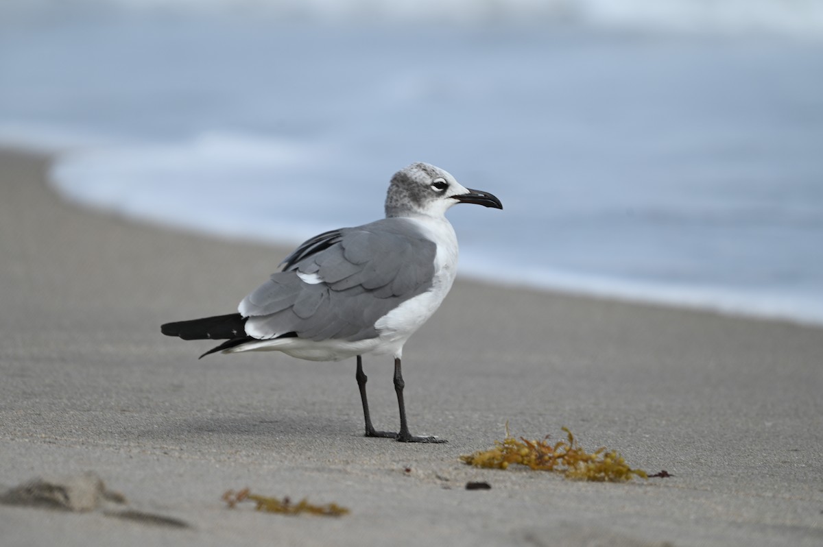 Gabbiano sghignazzante - ML649389661