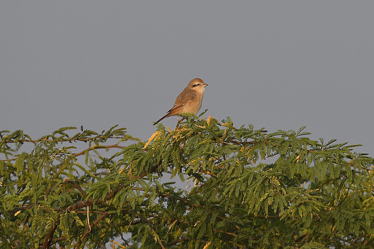 Averla isabellina - ML649389675