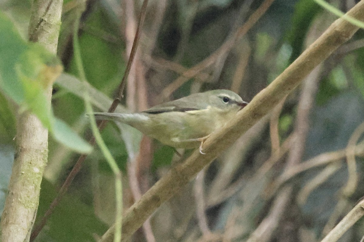Black-throated Blue Warbler - ML649389705