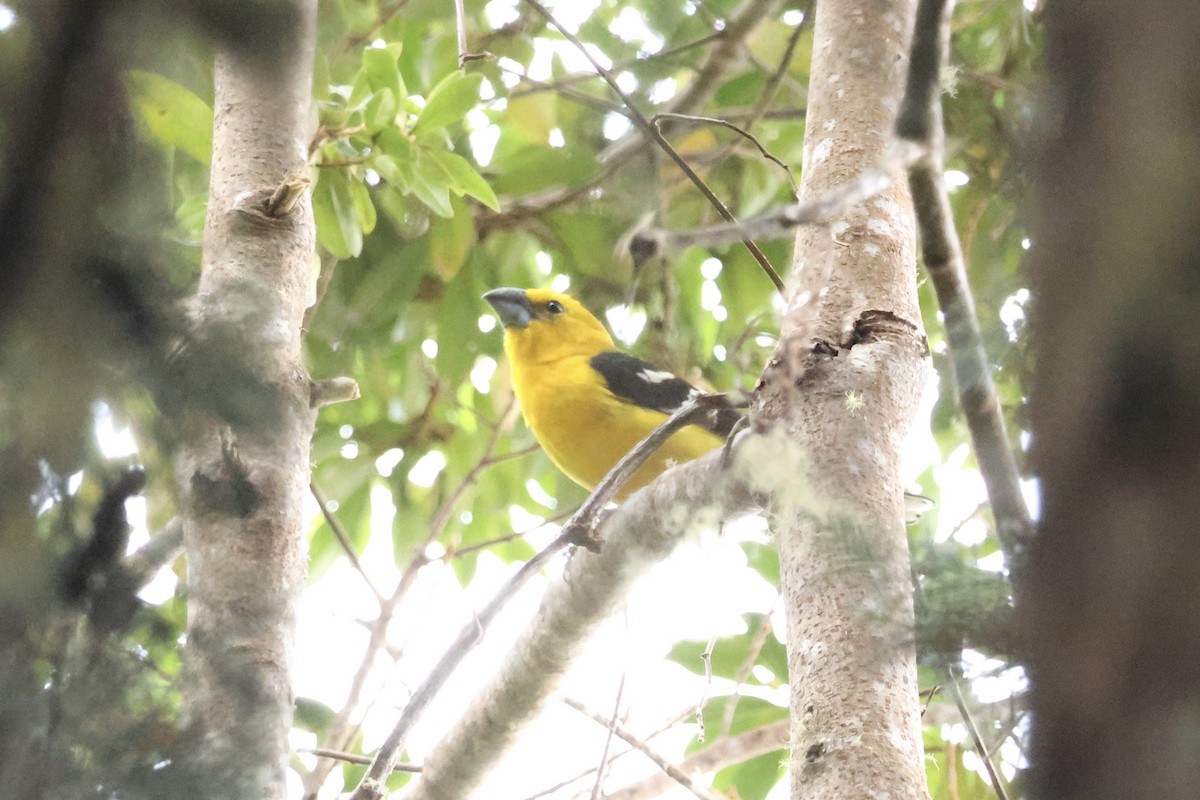Golden Grosbeak - ML649389721