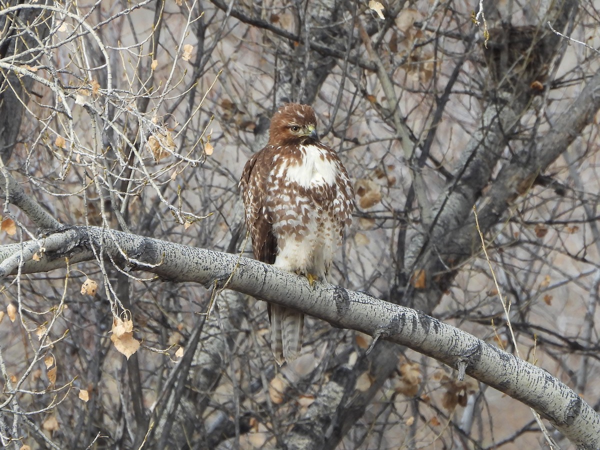 Краснохвостый канюк - ML649389732