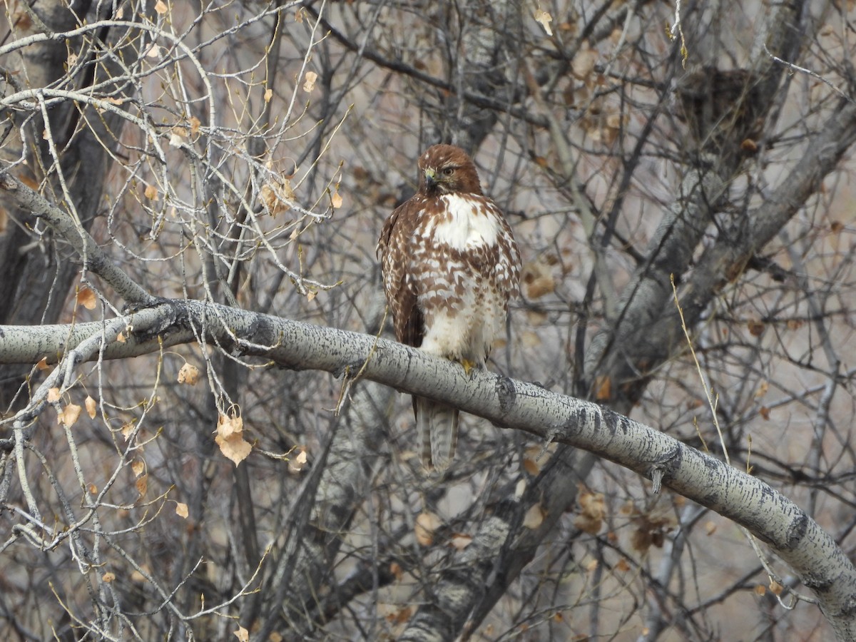 Краснохвостый канюк - ML649389733