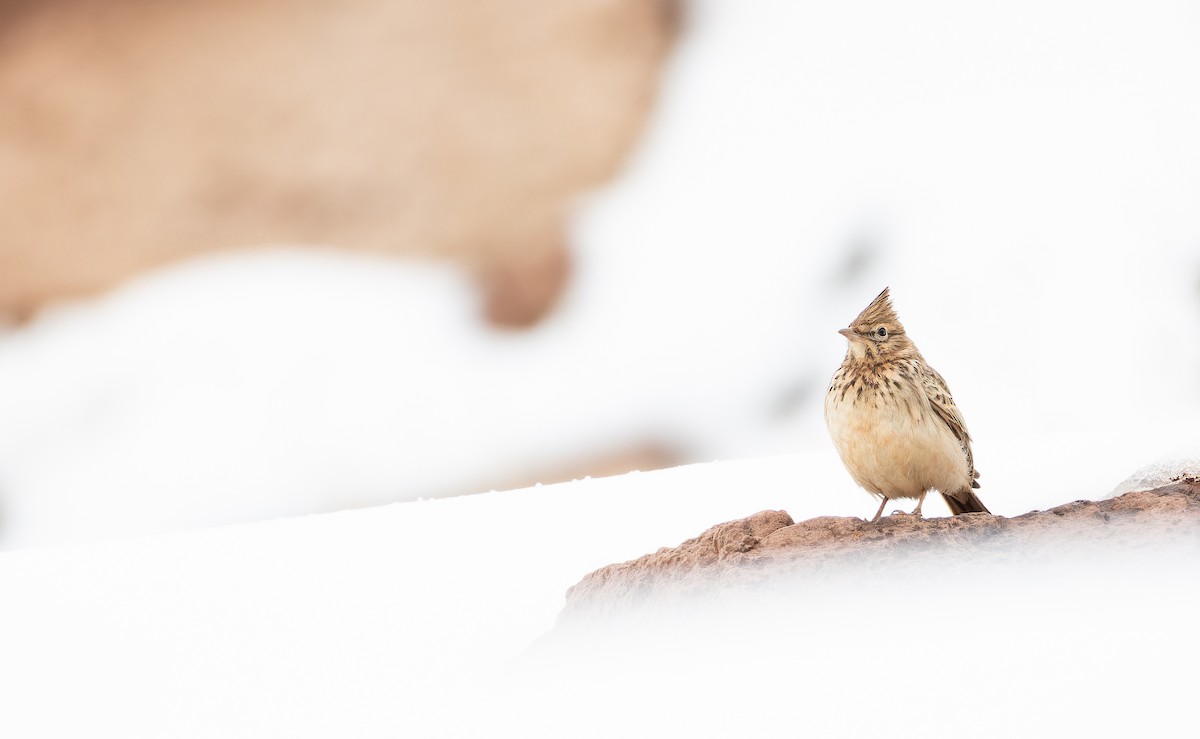 Thekla's Lark - ML649389750