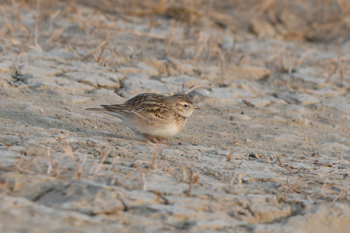 Calandrella - ML649389801