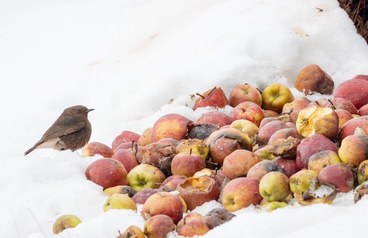 Black Wheatear - ML649389809