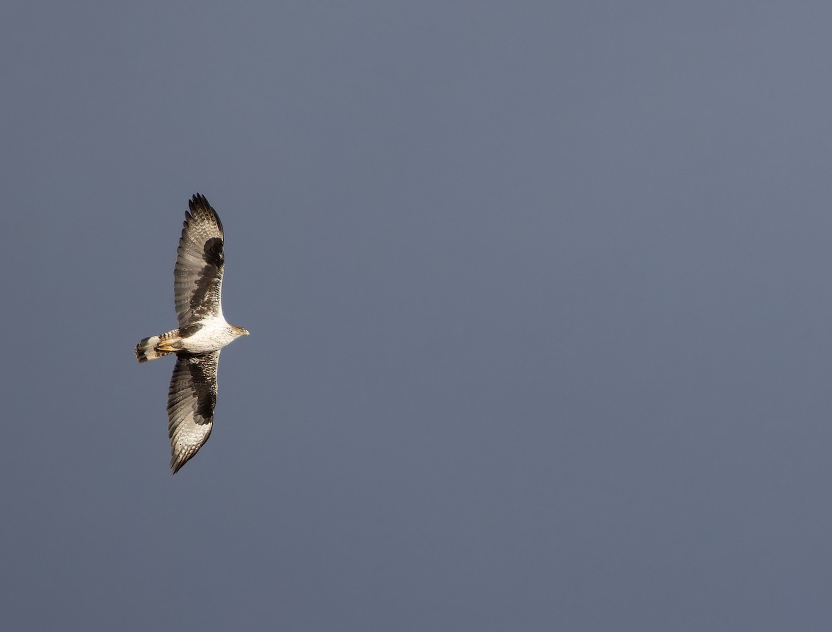 Bonelli's Eagle - ML649389935