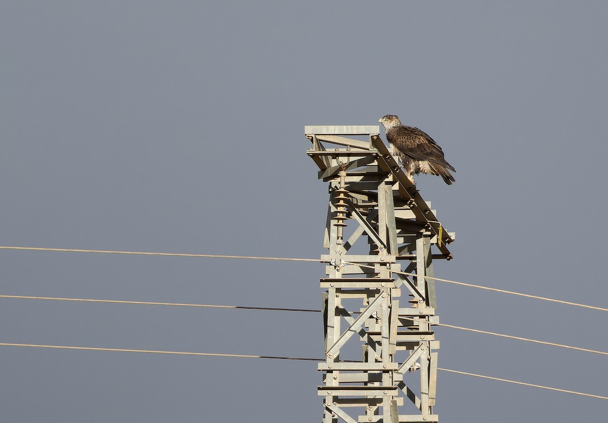 Bonelli's Eagle - ML649389945