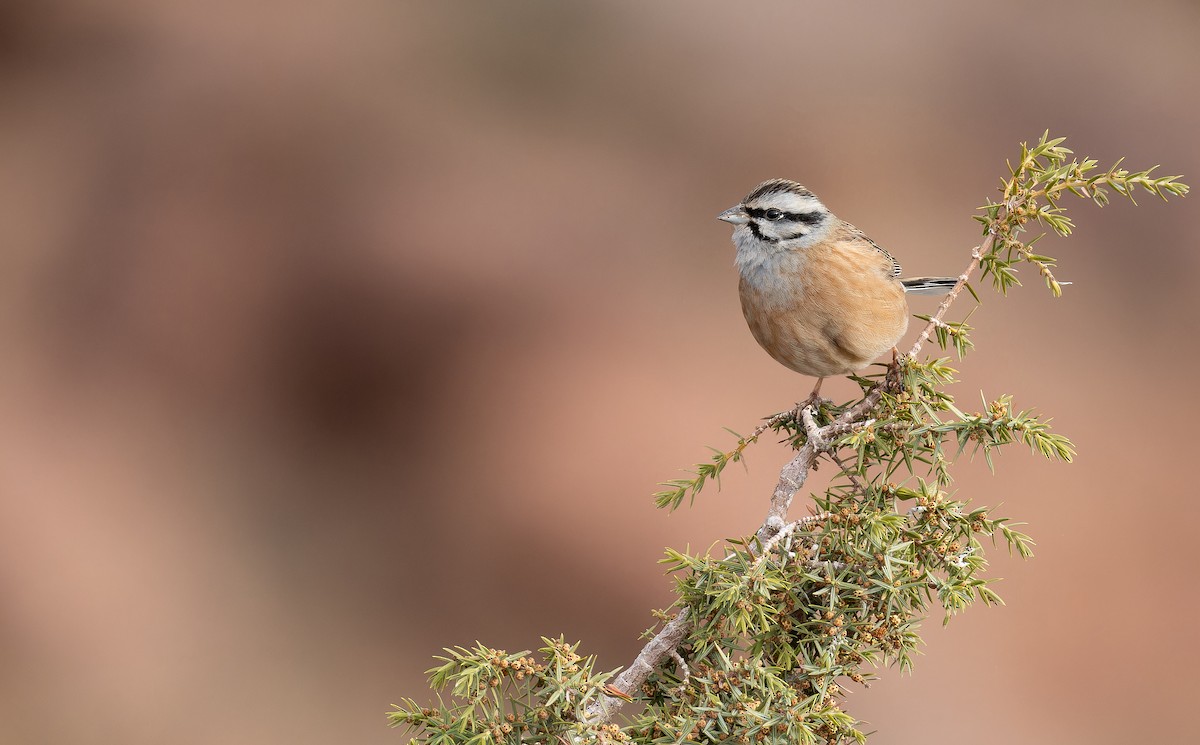 Rock Bunting - ML649390122