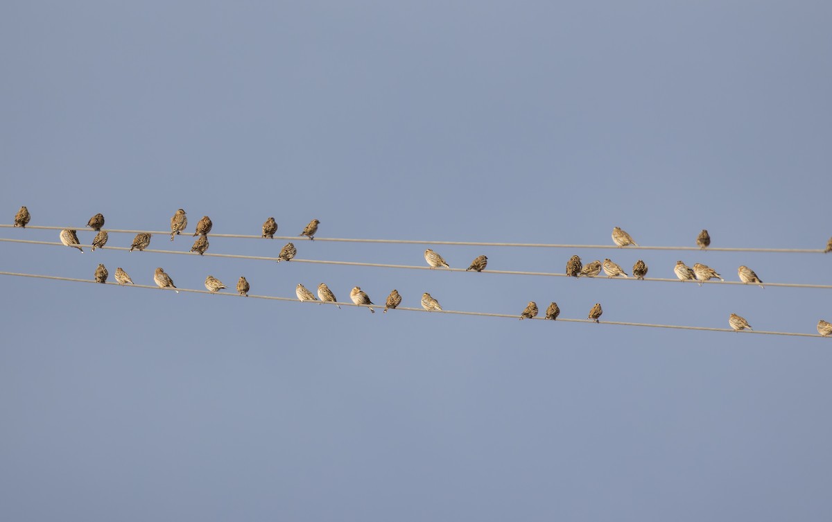 Rock Sparrow - ML649390130