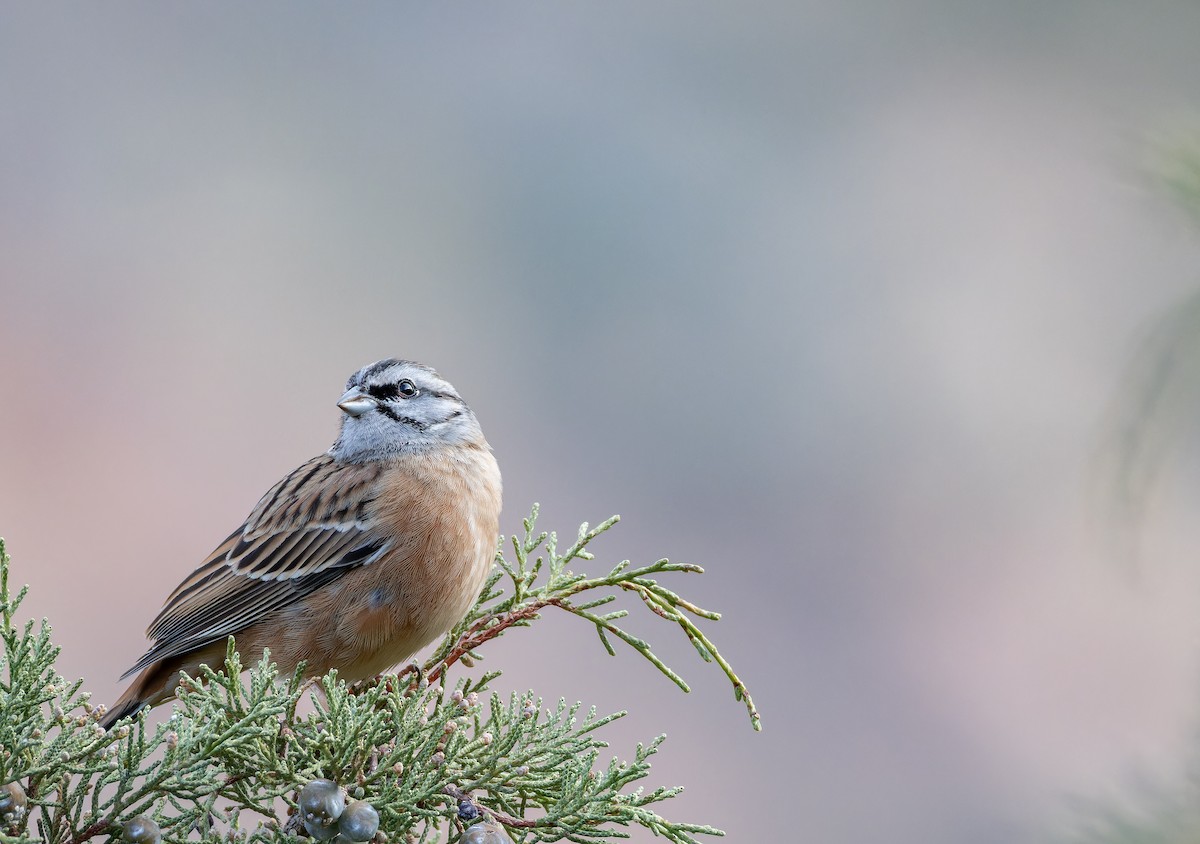 Rock Bunting - ML649390280