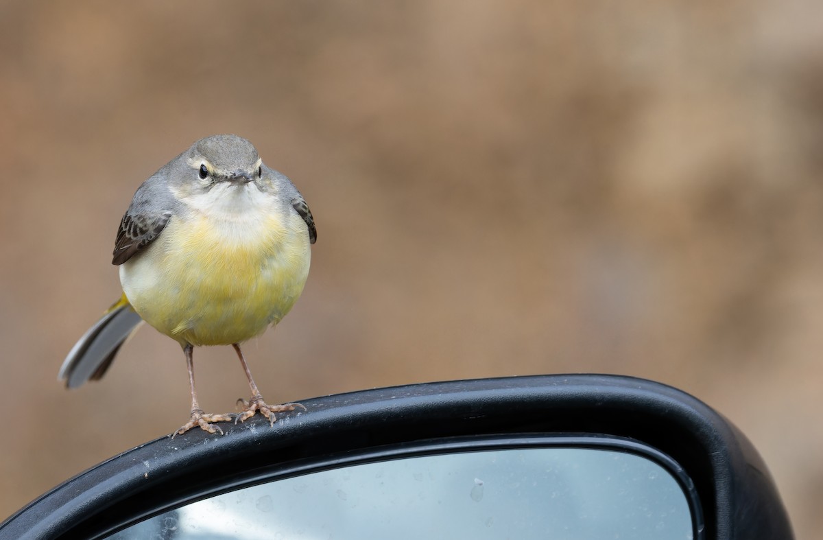 Gray Wagtail - ML649390325