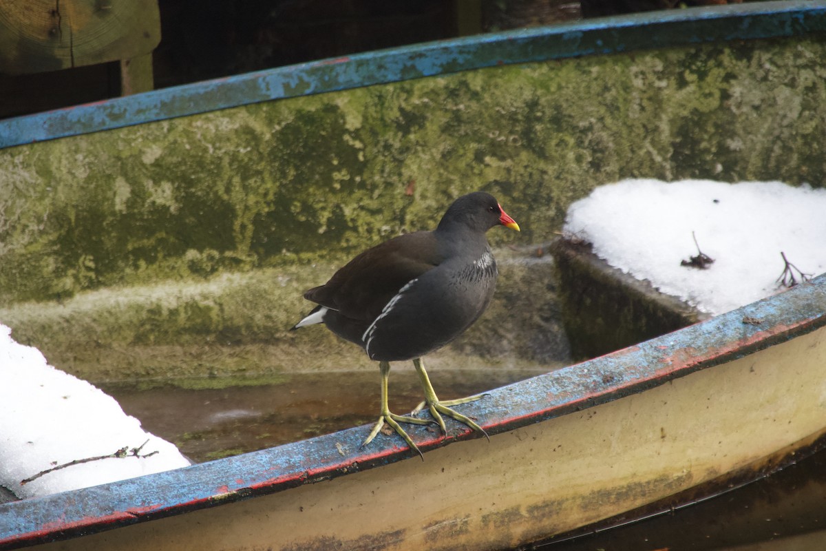 Eurasian Moorhen - ML649390326