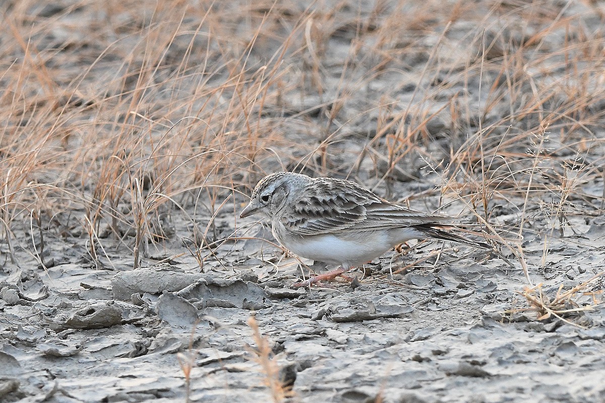 Calandrella - ML649390328