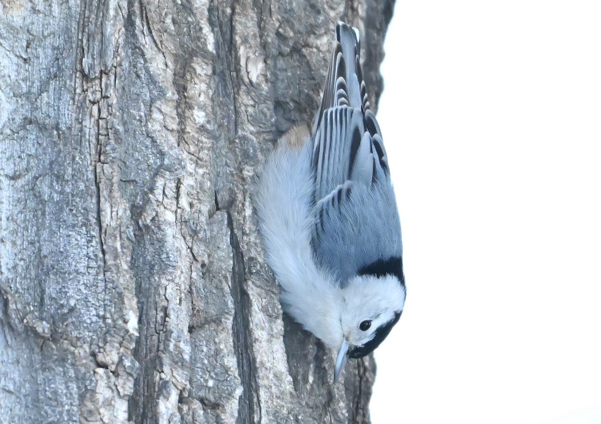 White-breasted Nuthatch - ML649390337